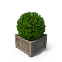 Boxwood PNG & PSD Images