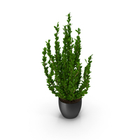 Buxus Sempervirens PNG & PSD Images