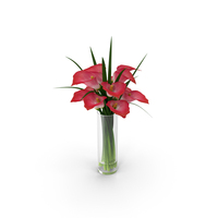 Calla Lily PNG & PSD Images