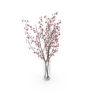 Cherry Blossom PNG & PSD Images