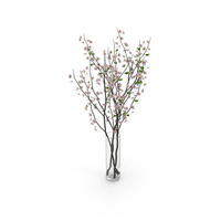 Cherry Blossom PNG & PSD Images
