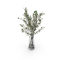 Cherry Blossom PNG & PSD Images