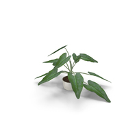 Small Plant PNG & PSD Images