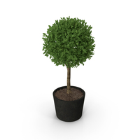 Small Plant PNG & PSD Images