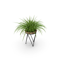Small Plant PNG & PSD Images