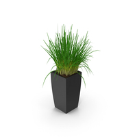 Small Plant PNG & PSD Images