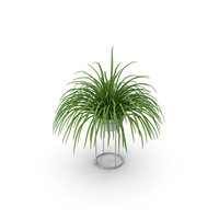 Small Plant PNG & PSD Images