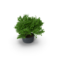Small Plant PNG & PSD Images