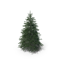 Spruce PNG & PSD Images