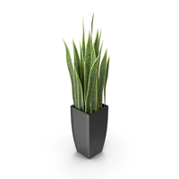 Sansevieria PNG & PSD Images