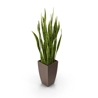 Sansevieria PNG & PSD Images