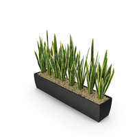 Sansevieria PNG & PSD Images