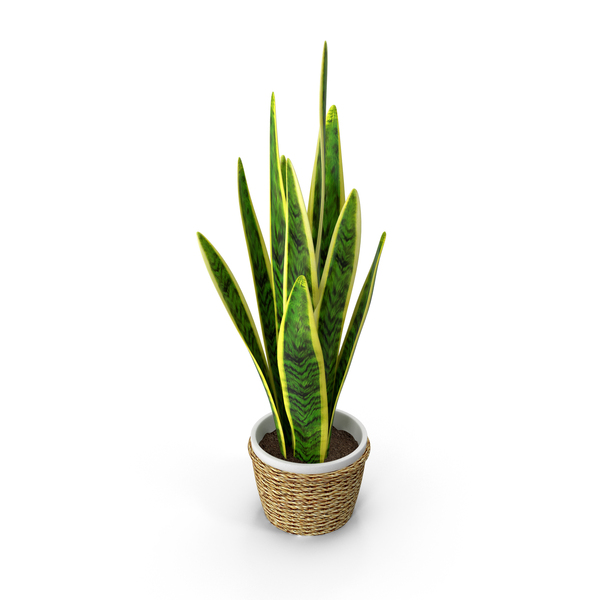 Sansevieriya PNG & PSD Images