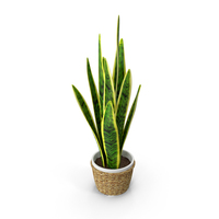 Sansevieriya PNG & PSD Images