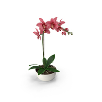 Orchid PNG & PSD Images