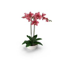 Orchid PNG & PSD Images