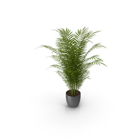 Palm PNG & PSD Images