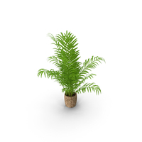 Palm PNG & PSD Images