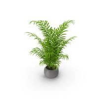 Palm PNG & PSD Images
