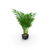 Palm PNG & PSD Images