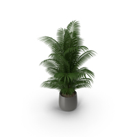 Palm PNG & PSD Images