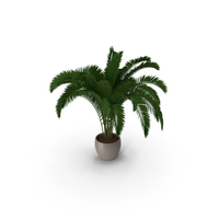 Palm PNG & PSD Images