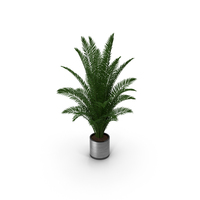 Palm PNG & PSD Images