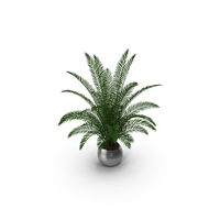 Palm PNG & PSD Images