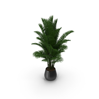 Palm PNG & PSD Images