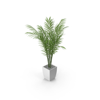 Palm PNG & PSD Images