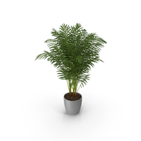 Palm PNG & PSD Images