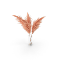 Pampas Grass PNG & PSD Images