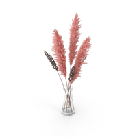 Pampas Grass PNG & PSD Images
