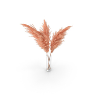 Pampas Grass PNG & PSD Images