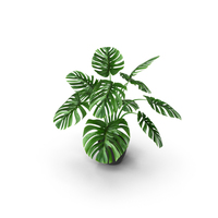 Monstera PNG & PSD Images