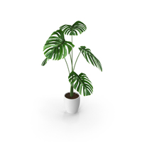 Monstera PNG & PSD Images