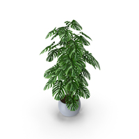 Monstera PNG & PSD Images