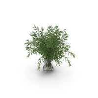 Olive Branches PNG & PSD Images