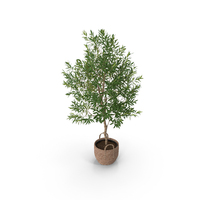 Olive Tree PNG & PSD Images