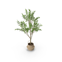 Olive Tree PNG & PSD Images