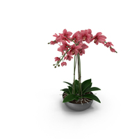 Orchid PNG & PSD Images
