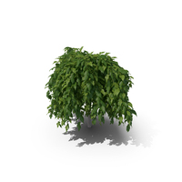 Morus Tree PNG & PSD Images