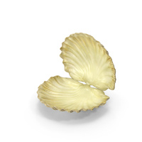 Sea Shell Open PNG & PSD Images