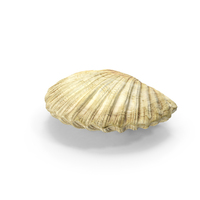 Sea Shell Close PNG & PSD Images