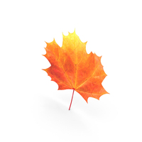 Maple Leaf PNG & PSD Images