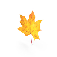 Maple Leaf PNG & PSD Images