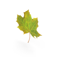 Maple Leaf PNG & PSD Images