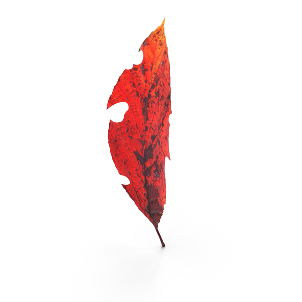 Cherry Leaf PNG & PSD Images