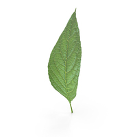 Birch Leaf PNG & PSD Images
