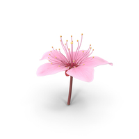 Cherry Blossom Sprig PNG & PSD Images
